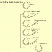 Verlauf der Rolling-Circle-Replikation 