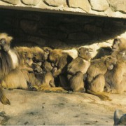Dschelada-Harem (links) mit Junggesellen-Clan (4 Tiere rechts) im Tierpark Rheine 
