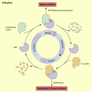 Kontrollsystem der Cyclin-abhängigen Proteinkinasen: Bei Anlagerung von Cyclin an die Proteinkinasen werden letztere aktiviert und starten mit ihrer Kontrolle. Ist alles den Bedingungen entsprechend in Ordnung, dürfen die Zellen in die nächste Phase eintreten. 