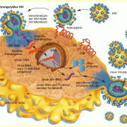 Vermehrung von Viren am Beispiel des HI-Virus: Nach Anheftung des Viruspartikels an die Wirtszelle wird die virale DNA vermehrt. Virusproteine zum Aufbau einer neuen Virus-Proteinhülle werden synthetisiert. Die neu entstandenen Viruspartikel schnüren sich von der Wirtszelle ab und dringen in neue Zellen ein. 