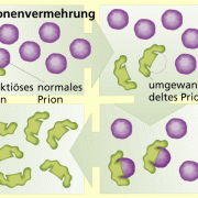 Vermehrung von Prionen 