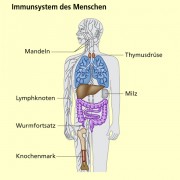 Immunsystem des Menschen 