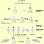 Herstellung monoklonaler Antikörper am Beispiel von Mäusen 