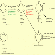 Phenylalanin-Tyrosin-Stoffwechsel 