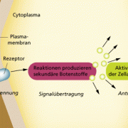 Wirkung von Phytohormonen und ähnlichen Signalstoffen (Überblick) 