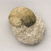 Schnecke (Platyostoma) aus dem Devon als Steinkern, Länge: 3,4 cm. Der Fundort ist Koneprus in Böhmen. Institut für angewandte Geowissenschaften, Technische Universität Berlin(Fotograf: Wolf Schuchardt) 