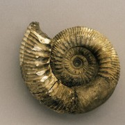 Skulptursteinkern eines Ammonitengehäuses. Es handelt sich um die Gattung Stephanoceras aus dem mittleren Jura (Dogger). Der Fundort ist Goslar im Harz, Deutschland. Institut für angewandte Geowissenschaften, Technische Universität Berlin(Fotograf: Wolf Schuchardt) 