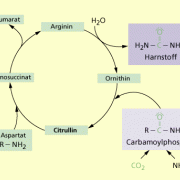 Vereinfachte Darstellung des Harnstoffzyklus 
