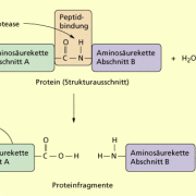 Schema einer enzymkatalysierten Proteinspaltung 