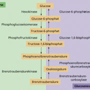 Glykolyse und Glucoseneusynthese im Vergleich 