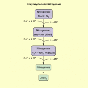 Schritte der Stickstoffumwandlung durch das Enzymsystem Nitrogenase 