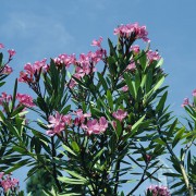 Oleanderpflanze 