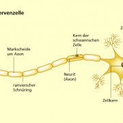 Bau einer Nervenzelle 