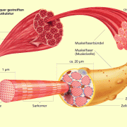Aufbau der quer gestreiften Wirbeltiermuskulatur: Jede Muskelfaser besteht aus mehreren Myofibrillen; diese besitzen ein Sarkomer. 
