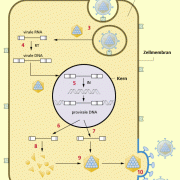 Vermehrungszyklus bei Retroviren 