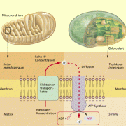 Chemiosmose: Die ATP-Bildung während der Endoxidation der Zellatmung in den Mitochondrien (links) und bei der Fotophosphorylierung in den Chloroplasten (rechts) läuft prinzipiell gleich ab. 