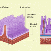 Durch die Faltung der Darmschleimhaut wird die innere Oberfläche des Dünndarms um ein Vielfaches vergrößert.Der Feinbau der Darmwand lässt die Schleimhautzotten mit Blut- und Lymphgefäßen sowie Nerven erkennen. 
