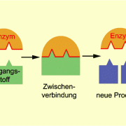 Wirkungsweise der Enzyme (schematisch) 