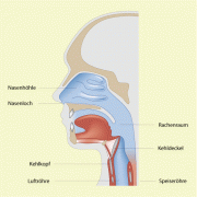 Nasenhöhle und Rachenraum 