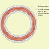 Vene (schematischer Querschnitt) 