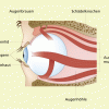 Schutz- und Hilfseinrichtungen des Auges 