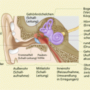 Bau des Ohrs als Hör- und Gleichgewichtsorgan 