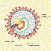 Embryo, 4 Wochen alt (Schema) 