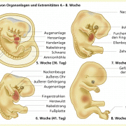 Bildung von Organanlagen 