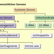 Organisation des menschlichen Genoms 