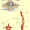 Das Rückenmark liegt geschützt im Wirbelkanal der einzelnen Wirbel der Wirbelsäule. 
