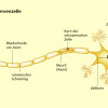 Bau einer Nervenzelle (Neuron) 