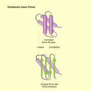 Strukturen von Prionen 