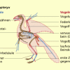 Urvogel Archaeopteryx 