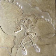 Archaeopterix, Urvogel 