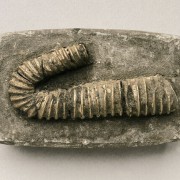 Hamites, Ammonit aus der Unter-Kreide (Alb). Fundort: Folkestone, England, Länge: 6 cm© Institut für angewandte Geowissenschaften der Technischen Universität Berlin(Fotograf: Wolf Schuchardt) 