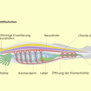 Lanzettfischchen 