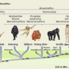 Evolution der Menschenaffen 