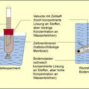 Modellexperiment zur Osmose und Aufnahme des Wassers in das Wurzelhaar 