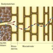 Transport des Wassers von der Wurzelhaarzelle bis zum Leitgefäß 