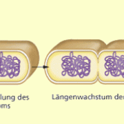 Zellteilung einer Bakterienzelle 