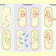 Rekombinieren der Erbinformation bei Prokaryoten 