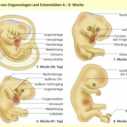 Embryonalentwicklung des Menschen: Bildung von Organanlagen und Extremitäten 