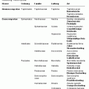 Beispiele für die systematische Einordnung von Pilzarten: Abteilung Ascomycota. 