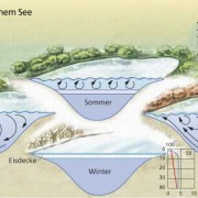 Temperaturverteilung und Sauerstoffsättigung eines Sees im Verlauf eines Jahres 