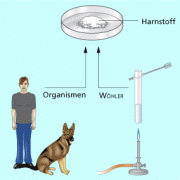 Mit der Synthese von Harnstoff wies F. Wöher nach, dass organische Stoffe nicht nur von Lebewesen produziert werden. 