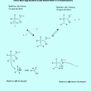 Die Aminogruppe ist basich, die Carboxylgruppe sauer. Aminosäuren sind also Ampholyte und reagieren mit Säuren und mit Basen. 