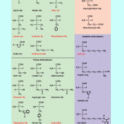 Die 22 biogenen Aminosäuren. Aus ihnen werden die Proteine gebildet. 