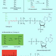 Die Nichtproteinogenen Aminosäuren beta-alanin und GABA und die Zusammensetzung von Coenzym A, das unter anderem beta-Alanin enthält. 