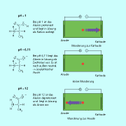 Die Ladung der Ainosäuren bestimmt ihre "Wanderung" im elektrischen Feld. Am Isoelektrischen Punkt ist die Aminosäure insgesamt neutral und wandert nicht. Die Ladung der Aminosäure ist vom pH-Wert abhängig. 