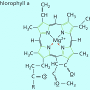 Struktur des Chlorophyll 
